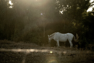 Fototapeta premium beautiful horses in Spain in nature arrea 