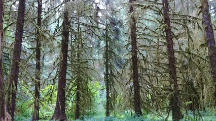 Hoh Rainforest Trees, Olympic National Park, Washington