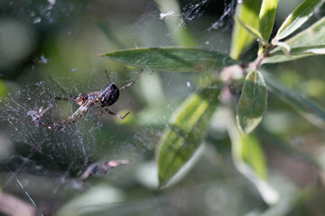 spider on web