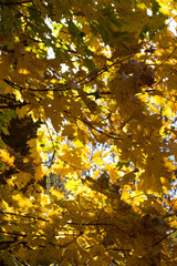 autumn leaves in the water