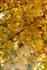 autumn leaves in the park