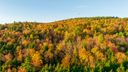 Aerial view of a vibrant forest showcasing the colorful fall foliage. The trees display shades of yellow, orange, and red, capturing the beauty of the autumn season from above