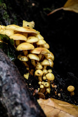 mushrooms on a tree