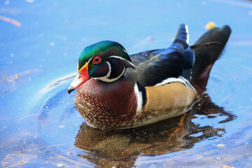 swimming wood duck in a pond