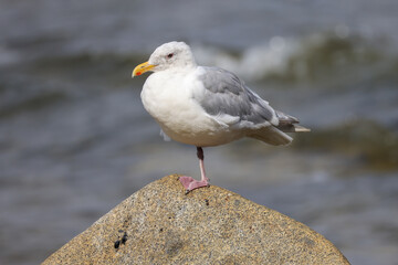 a seagull stands on one leg on a rock