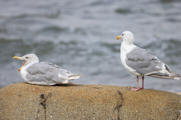 two seagulls on a rock at burrard inlet beach, Vancouver