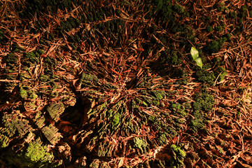 moss-covered rotten tree trunk