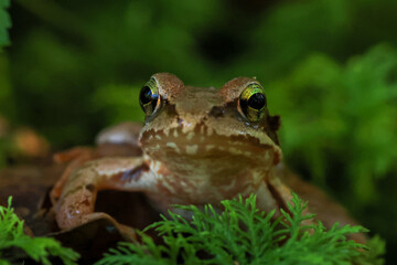 close-up of a common tree frog