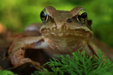 close-up of a common tree frog