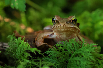 close-up of a common tree frog