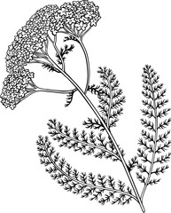Milfoil Plant with Flowers Leaves Outline Illustration © cuttlefish84
