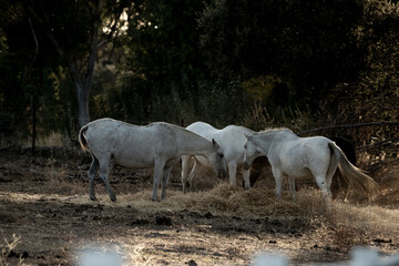 Obraz premium beautiful white horses in Spanish landscape horse equine pony pretty