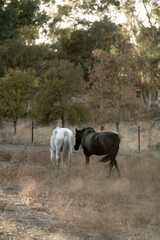 beautiful white and black horses in Spanish landscape horse equine pony pretty