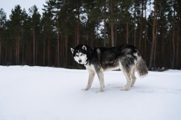 Fototapeta premium Husky dog ​​walking in winter forest in Kaberneeme, Estonian nature.