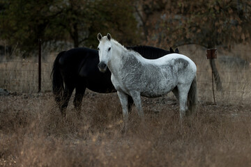 Obraz premium white horse in the landscape in Spain in sunset golden hour