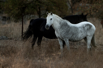 Obraz premium white horse in the landscape in Spain in sunset golden hour