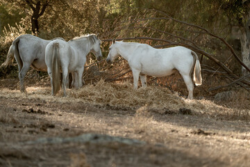 white horse in the landscape in Spain in sunset golden hour eating hay