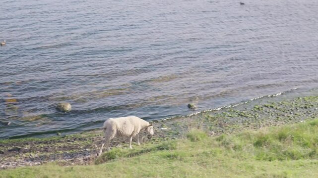 Sheep walk on the beach near the water's edge