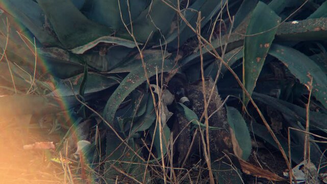 Static shot of some big leaves on the ground.