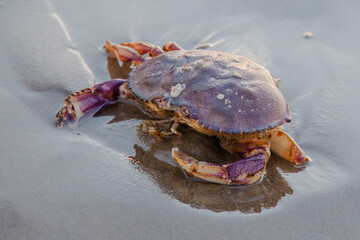 Close up macro picture of a dead crab body found on a sand, in Oregon Coast, near Cannon Beach