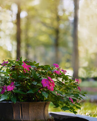 Baumallee im Park und Blumenschale im Vordergrund