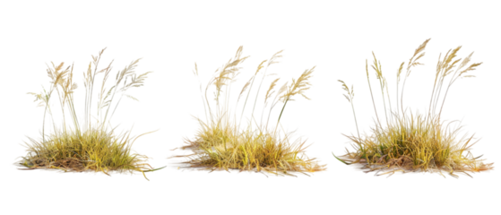 dead grass png transparent background