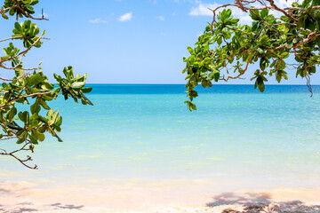 Seascape. Tropical tree branches hang over sea water on sandy beach.