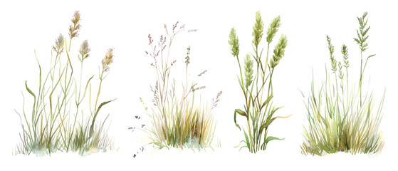watercolor grass png transparent background