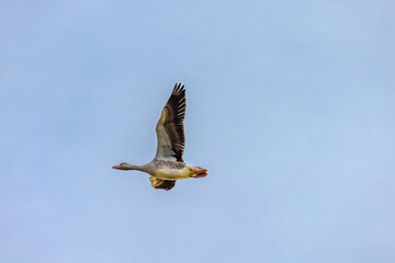 Beautiful Greylag Goose (Anser anser) in flight