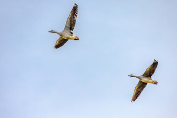 Beautiful Greylag Goose (Anser anser) in flight