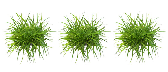 grass top view png transparent background
