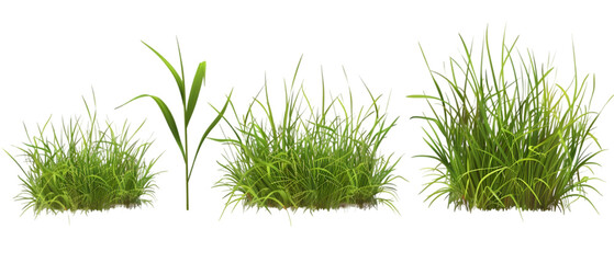realistic grass png transparent background
