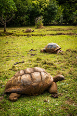Naklejka premium Beautiful view of Aldabra giant tortoises (Aldabrachelys gigantea) in the Vallée de Ferney Forest and Wildlife Reserve, Mauritius