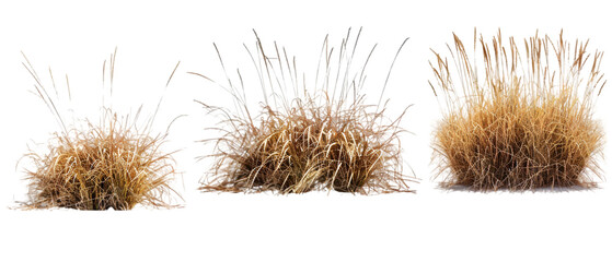 brown grass png transparent background