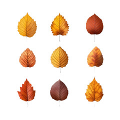 Obraz premium Autumn Leaves isolate transparency background PNG