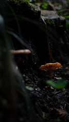 Forset Fungi Nature