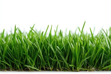 Fototapeta premium Green grass is growing on a white background