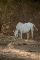 Obraz premium white horse in the landscape in Spain in sunset golden hour herd eating hay