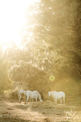 Fototapeta premium white horse in the landscape in Spain in sunset golden hour herd eating hay