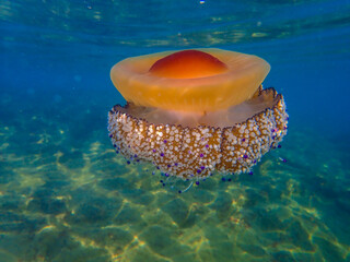 Fried egg jellyfish (Cotylorhiza tuberculata). A beautiful jellyfish swims in the Mediterranean Sea. Jellyfish dancing in dark blue sea wate, mediterranean jellyfish. jelly fish in Mediterranean sea. © Mediterranean sea