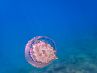 mediterranean jellyfish . jellyfish in Mediterranean Sea swimming and dancing, barrel jellyfish in Mediterranean Sea, jelly . underwaterjellyfish, underwater Animal. Closeup of Sea Moon jellyfish.