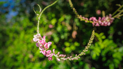 Indigofera pseudotinctoria or indigo plant with arched (curved) stem and pink flowers