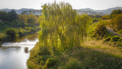 There is a willow tree in the meadow near the small river.