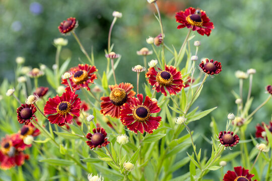 Natural closeup on the colorful orange blossoming common, Helenium autumnale , in the garden