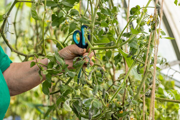 Woman is pruning tomato plant branches in the greenhouse. Trimming diseased tomato leaves in a greenhouse