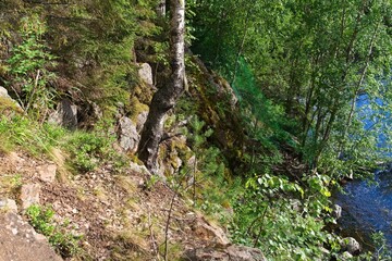 Obraz premium Karelia, Russia, July 10, 2024. Trees on the rocky river bank. 