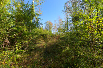 Obraz premium Country path in the Episy ponds. French Gâtinais Regional Nature Park