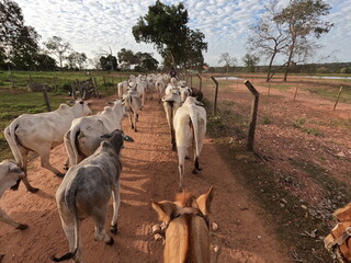 cavalgada simulando comitiva pantaneira em miranda, mato grosso do sul, pantanal 