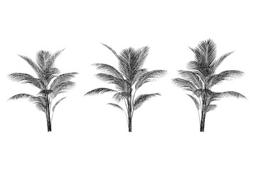 Fototapeta premium The symmetrical layout of the palms emphasizes their uniformity and elegant form, creating a harmonious, visually appealing design.