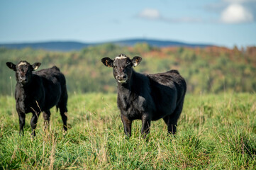 Cows walking, eating in green summer pasture in Quebec Canada